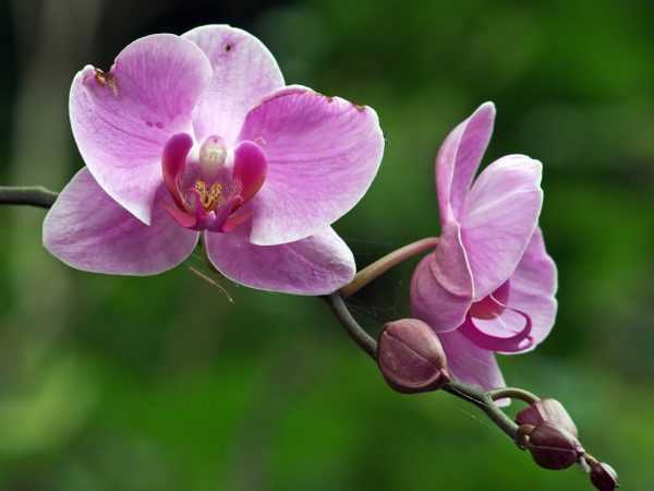 Påføring av cytokininpasta for orkideer