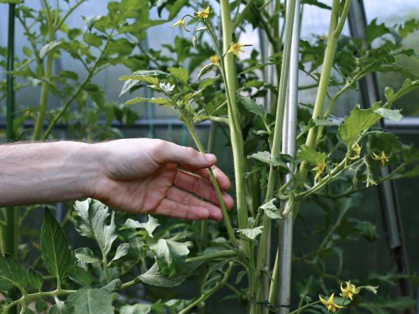 Principen att klämma determinant tomater
