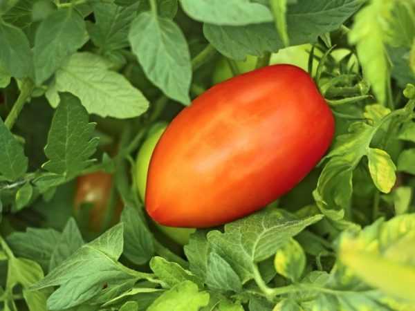 Kenmerken van het tomatenras Pepervormige reus