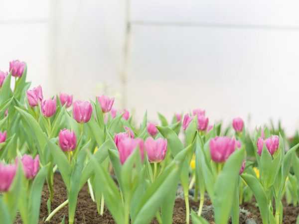 Сроки и правила пересадки тюльпанов
