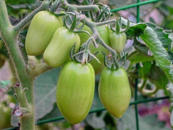 Хороший уход за рассадой повысит урожайность томатов