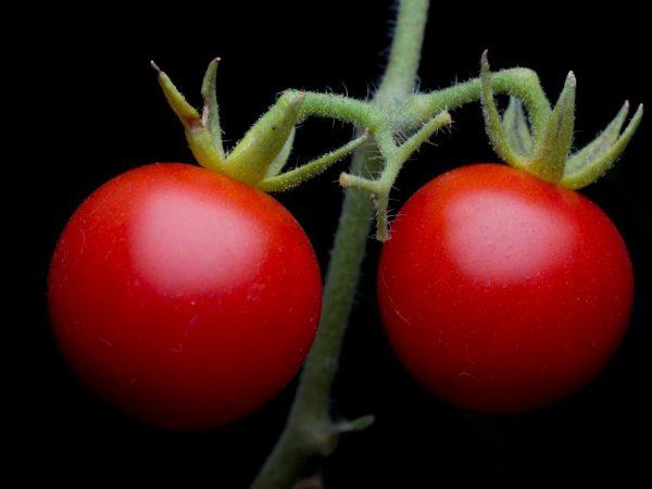 Charakteristika odrůdy rajčete Pink Bush