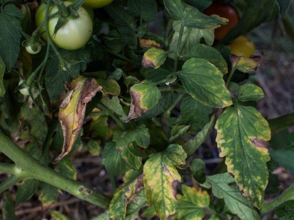 Причины заболеваний рассады томатов
