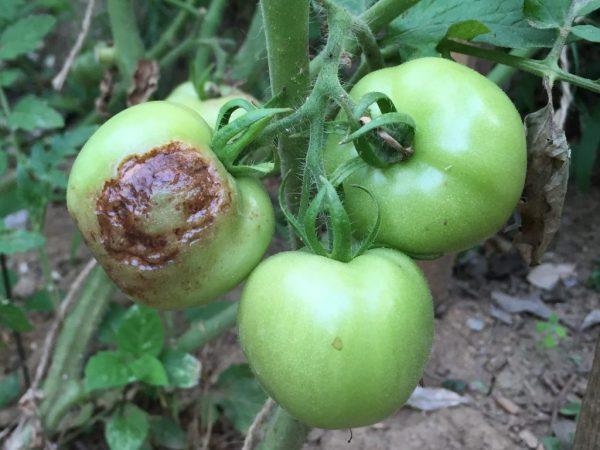 Príčiny hniloby paradajok