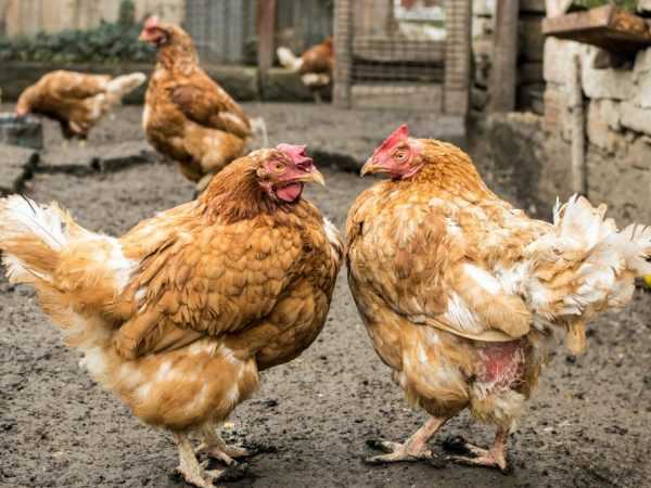 Hvorfor hakker kyllinger hverandre til de blør