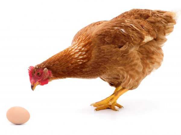 Hvorfor kyllinger hakker egg og hvordan de skal håndtere det