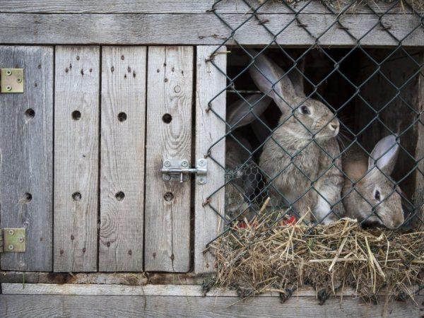 Hvorfor gnager kaniner på trebur?