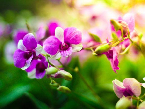 Как стимулировать цветение у орхидных
