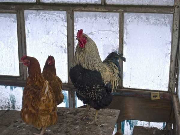 Mengapa ayam tidak terburu-buru di musim dingin
