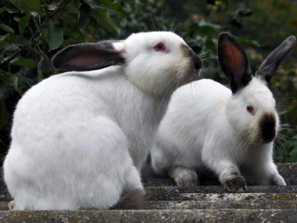 Почему крольчиха отказывается от случки