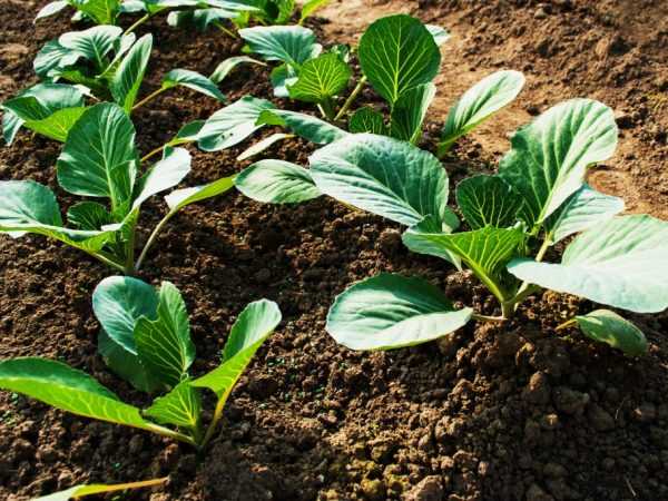 Kualitas tanah mempengaruhi perkembangan tanaman