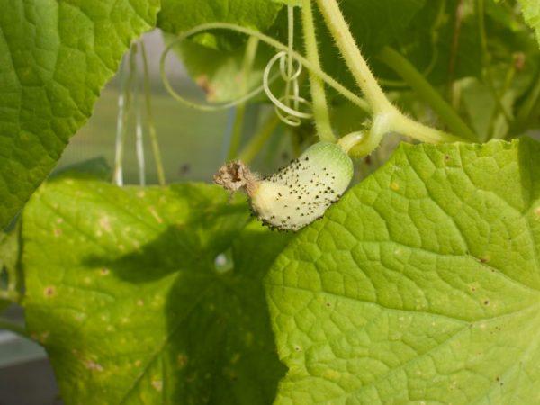 Orsaker till fall och gulning av gurkaäggstockar i ett växthus