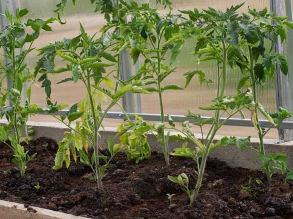 Orsaker till fallande tomatplantor