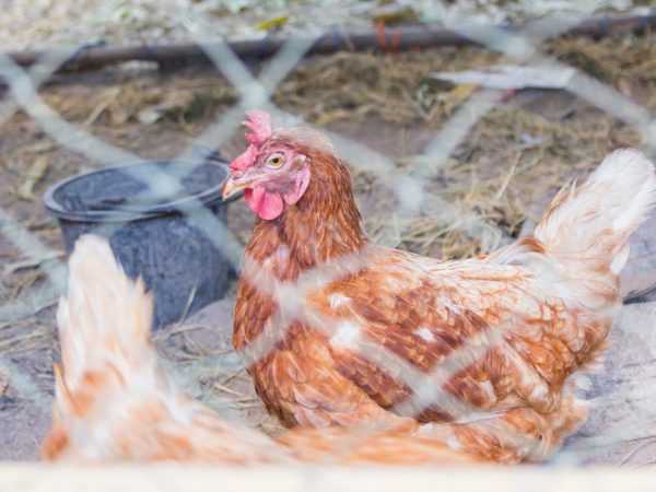 Varför slutade kycklingarna värpa