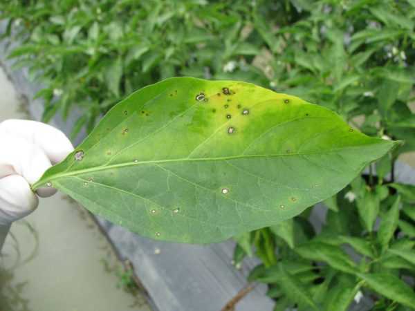 Årsaker til kviser på pepperblader