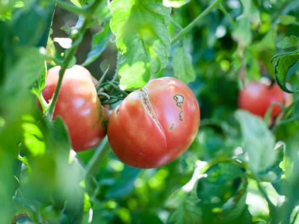 Waarom barsten tomaten aan een struik in een kas?