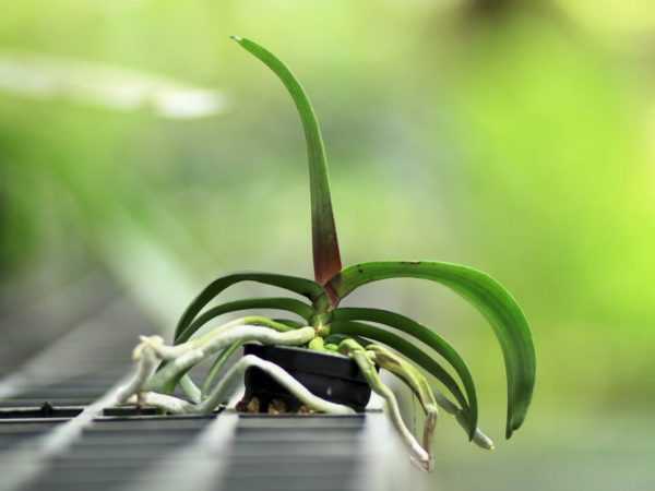Varför torkar rötterna på en orkidé?