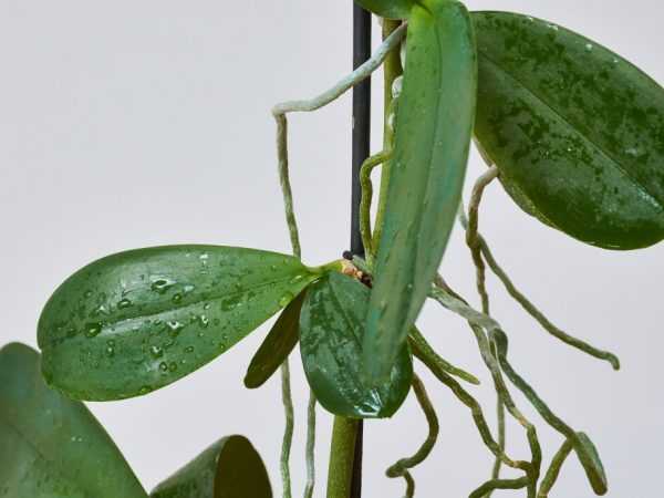 Проблемы с размножением орхидеи