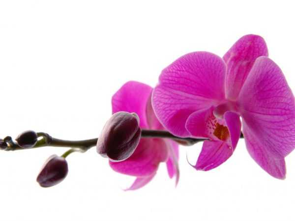 Syitä silmujen pudotukseen orkideoissa