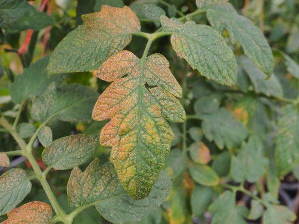 Årsaker til visnende blader i tomatfrøplanter