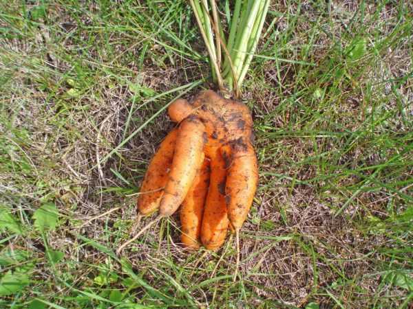 De ce morcovii cresc urâți?