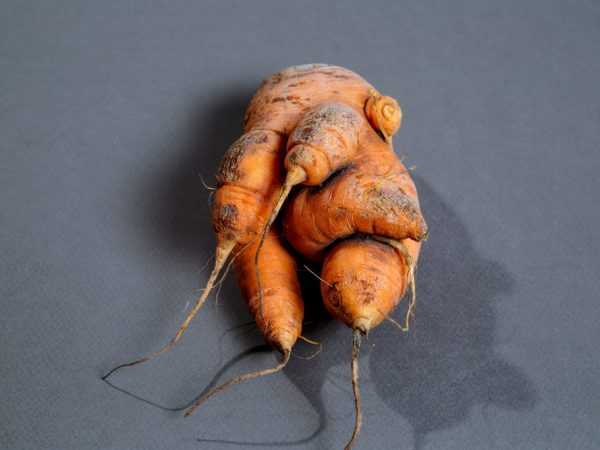 Морковь искривляется от засухи