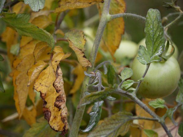 Желтеют листья у рассады помидор
