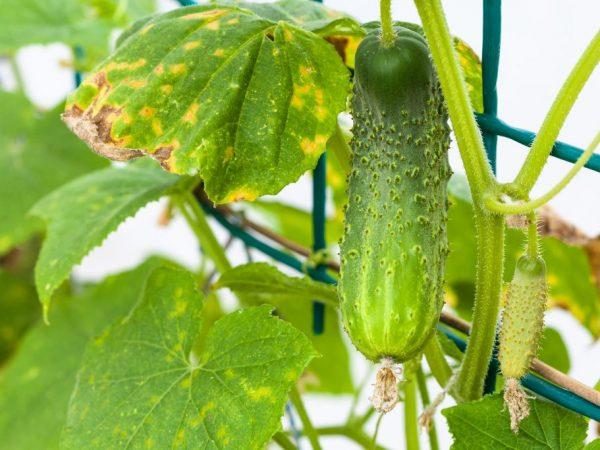 Yaƙi yellowed ganye a cikin cucumbers