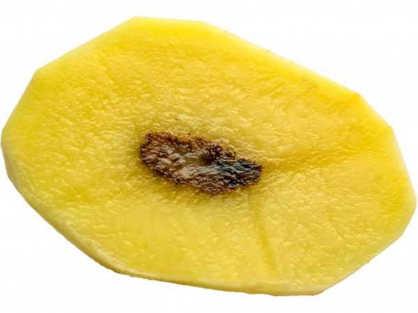 Príčiny sčernenia vo vnútri zemiakov