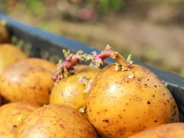 Forberede poteter før planting