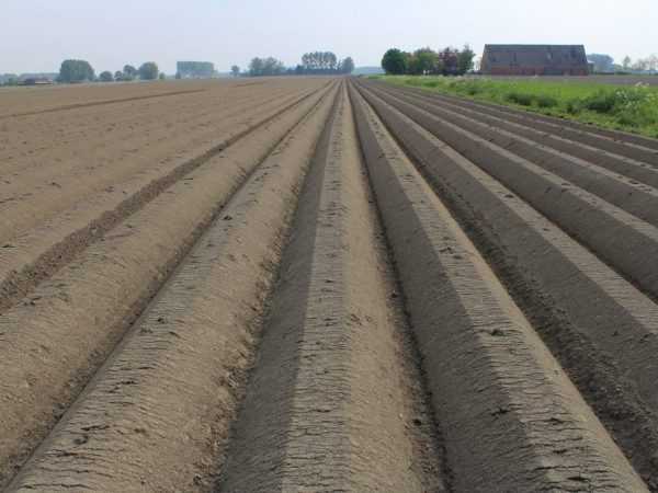 Правила подготовки почвы под картофель