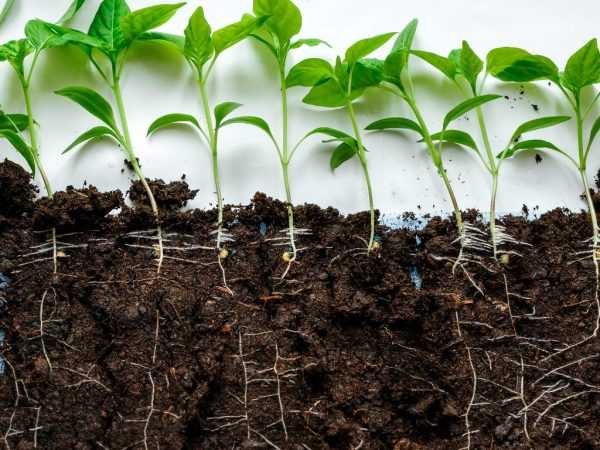 Regler for å forberede jorda for pepperfrøplanter