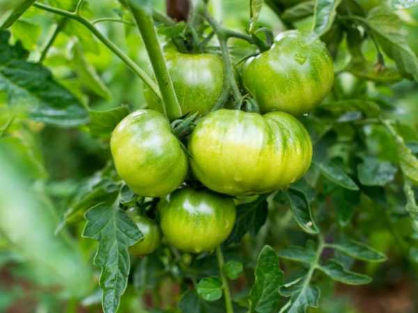 Saus tomat saat berbuah