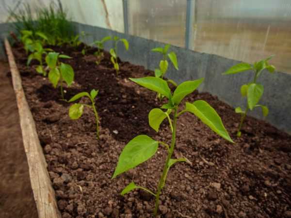 Toppdressing av pepper etter planting i drivhuset