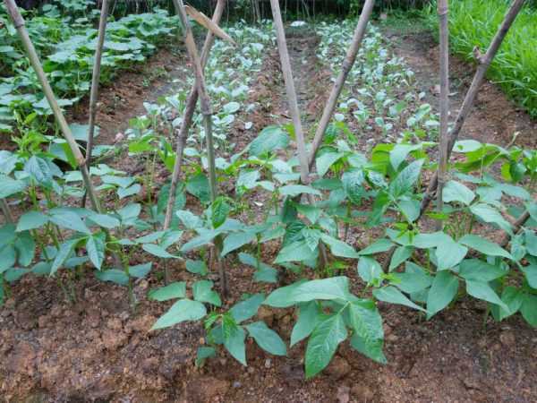 Toppdressing för sallad peppar plantor