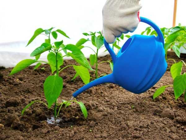 Tưới nước bằng peroxide giúp tăng cường hệ thống rễ