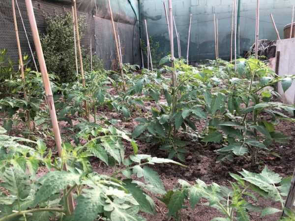 Зола защитит растения от вредителей