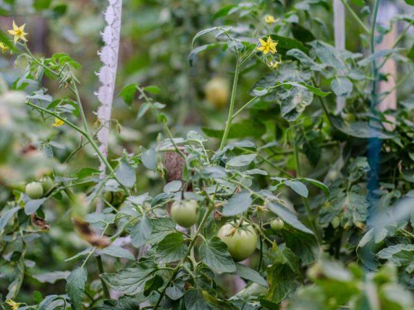 Удобрение для томатов можно приготовить самостоятельно