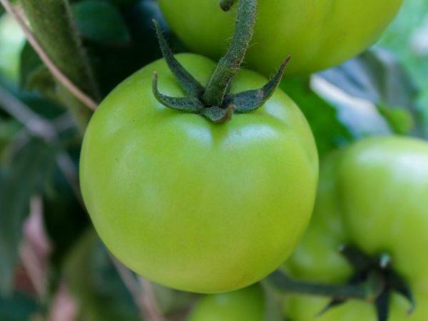 Pembalut atas tomato semasa berbuah