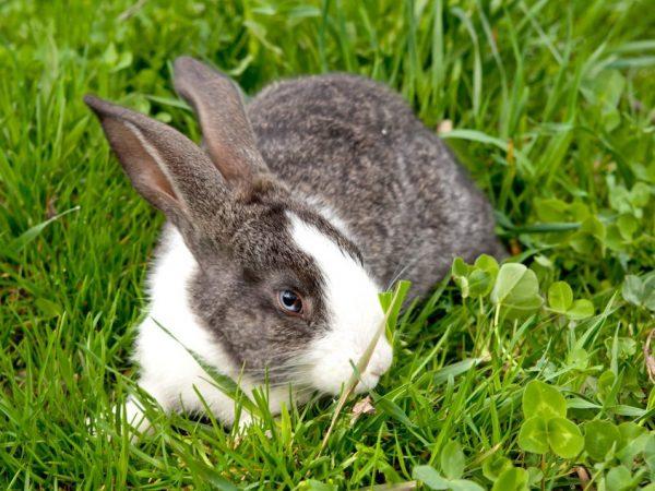 Pododermatitis pada kelinci