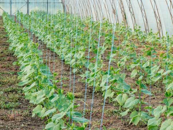 Garter cucumbers a cikin greenhouse