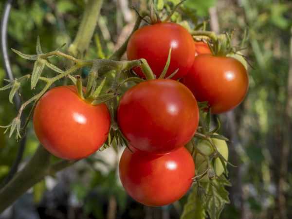 Kuvaus tomaattilajikkeesta Polbig