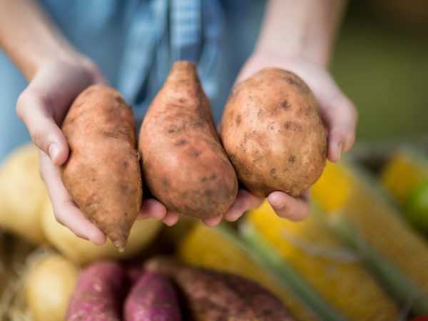 Efek kentang pada tubuh manusia
