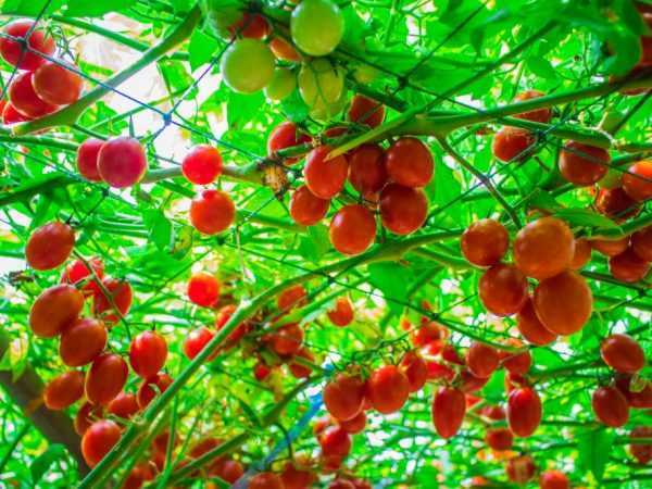 Trồng cây cà chua