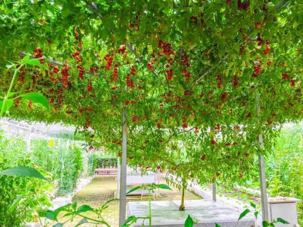 Удобрения помогут повысить урожайность томата