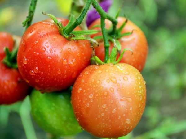 Выращивание и польза помидор