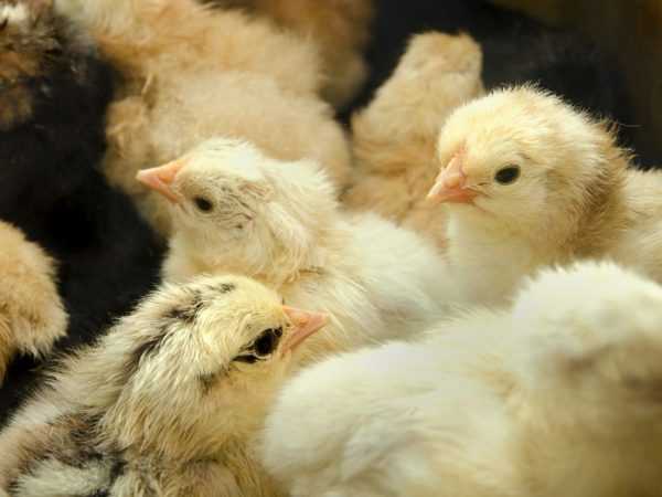 Διάρροια σε κοτόπουλα κρεατοπαραγωγής