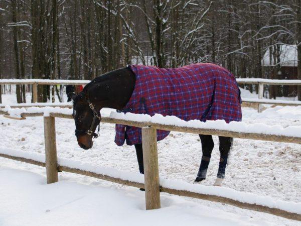 Különféle takarók lovak számára