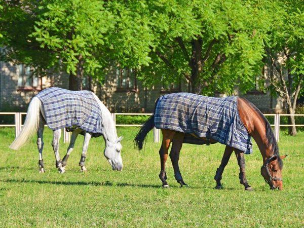 Păturile asigură căldură și confort calului