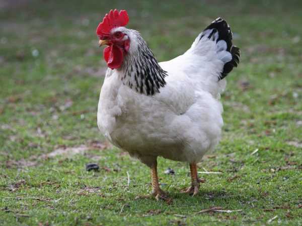 Vackra och opretentiösa kycklingar